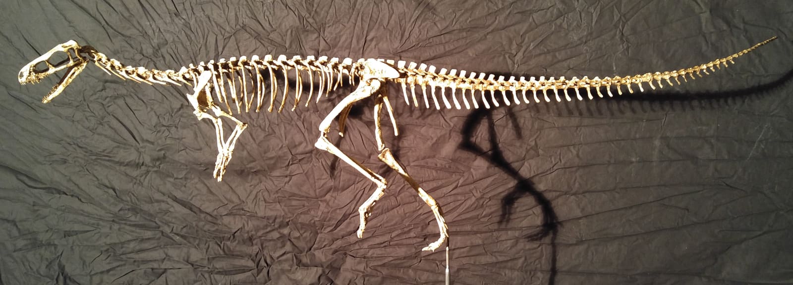 Eodromaeus