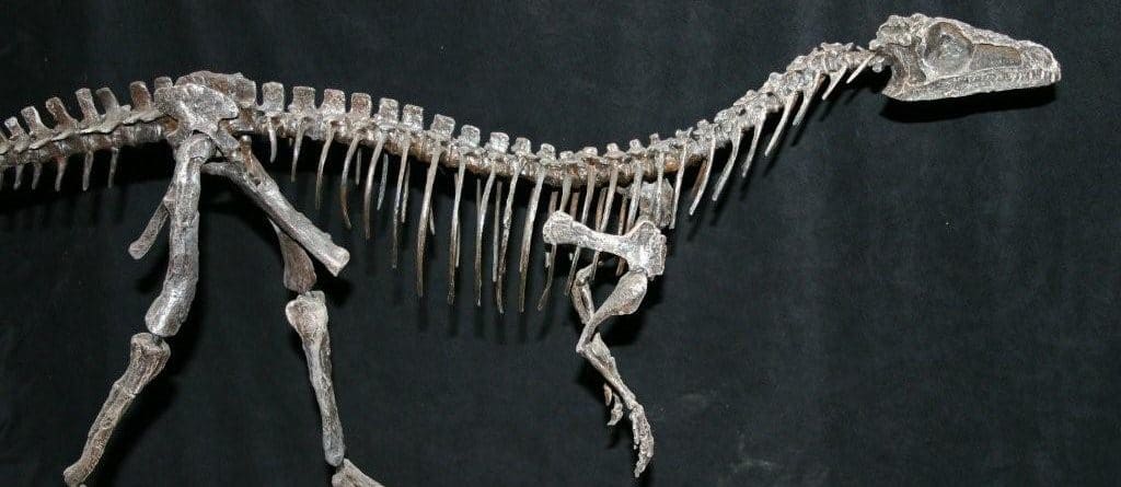 Eoraptor