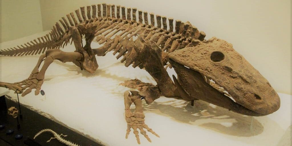Eryops