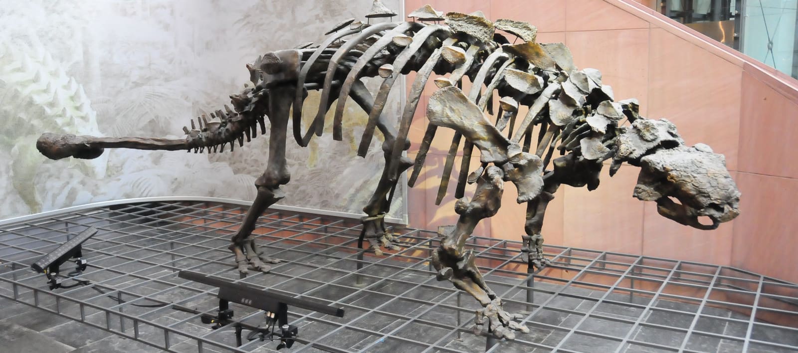 Euoplocephalus