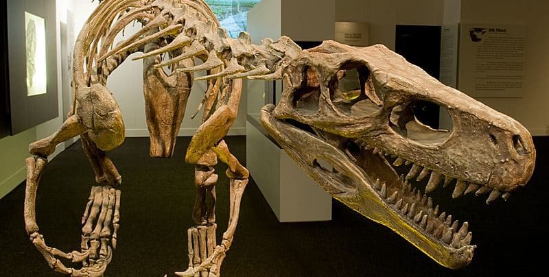 Herrerasaurus