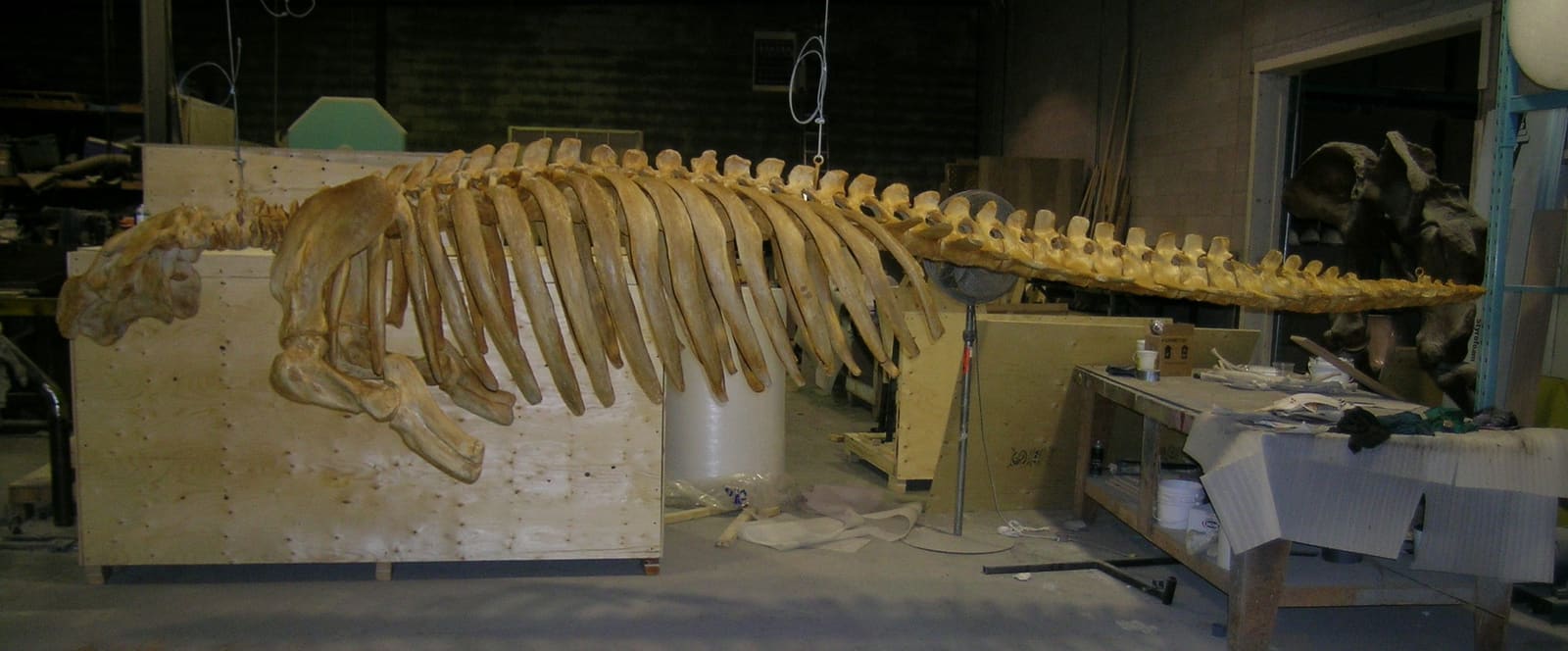 Steller's Sea Cow
