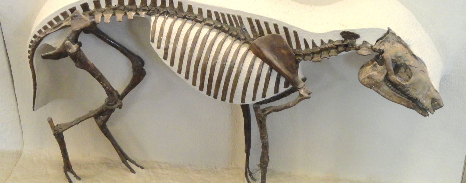 Hyracotherium