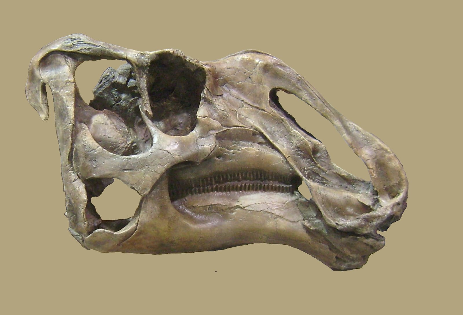 Gryposaurus