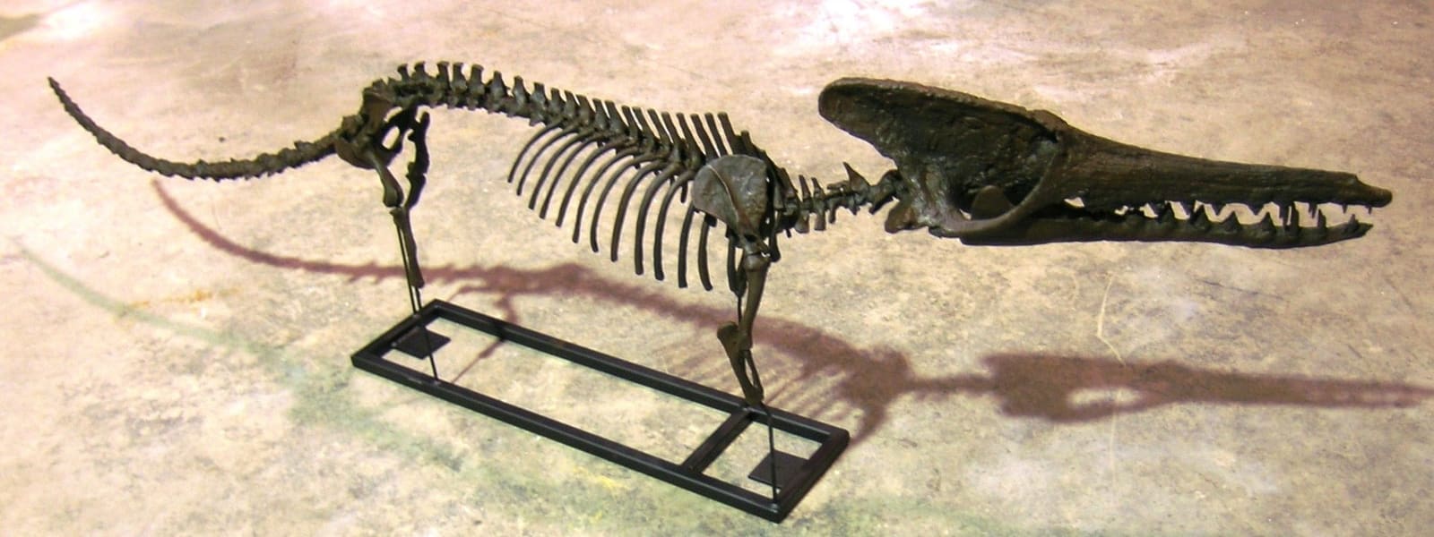 Kutchicetus