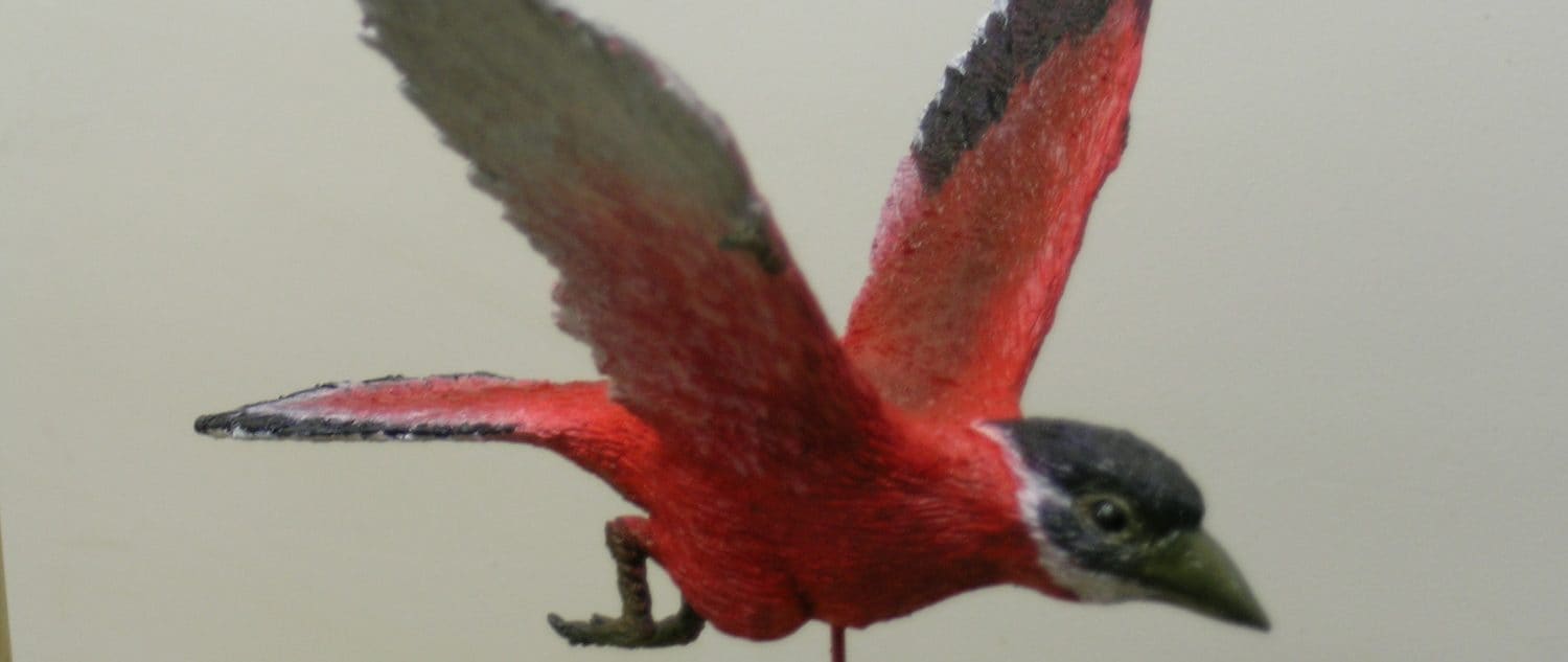 Liaoxiornis
