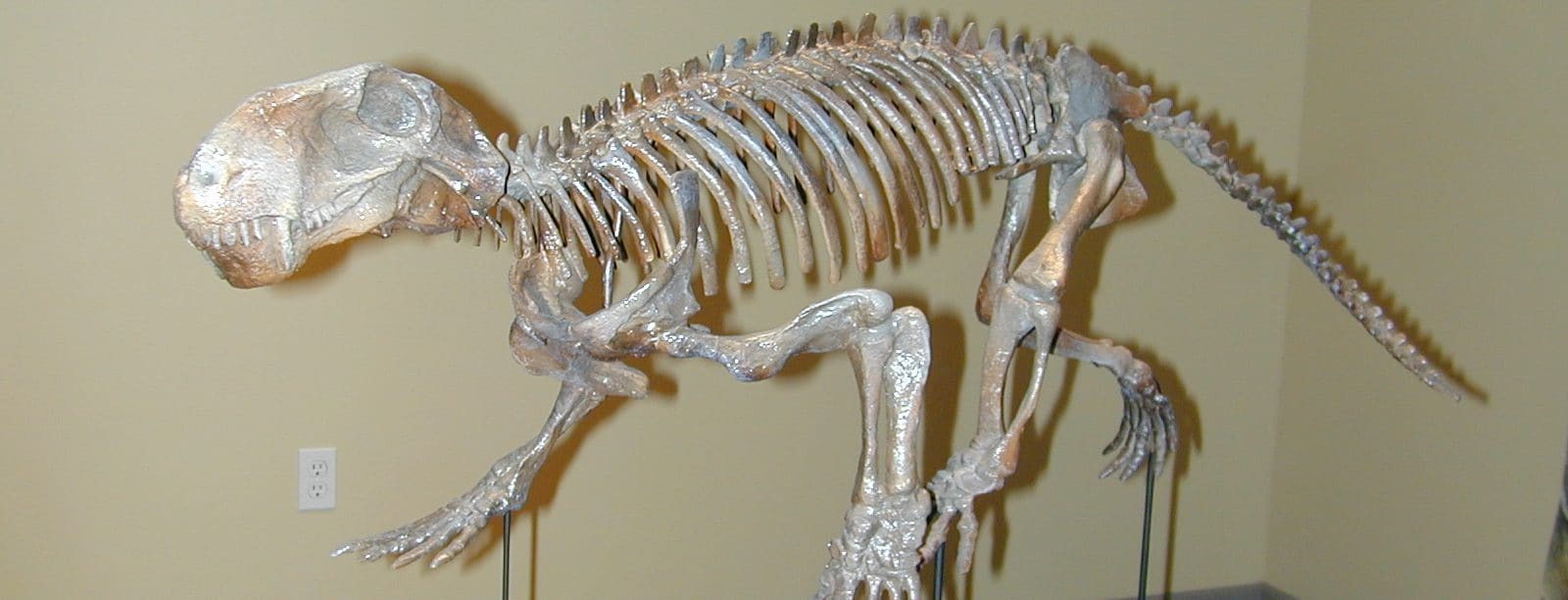 Lycaenops