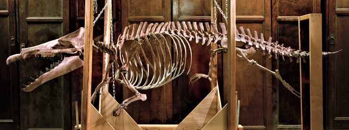 Maiacetus