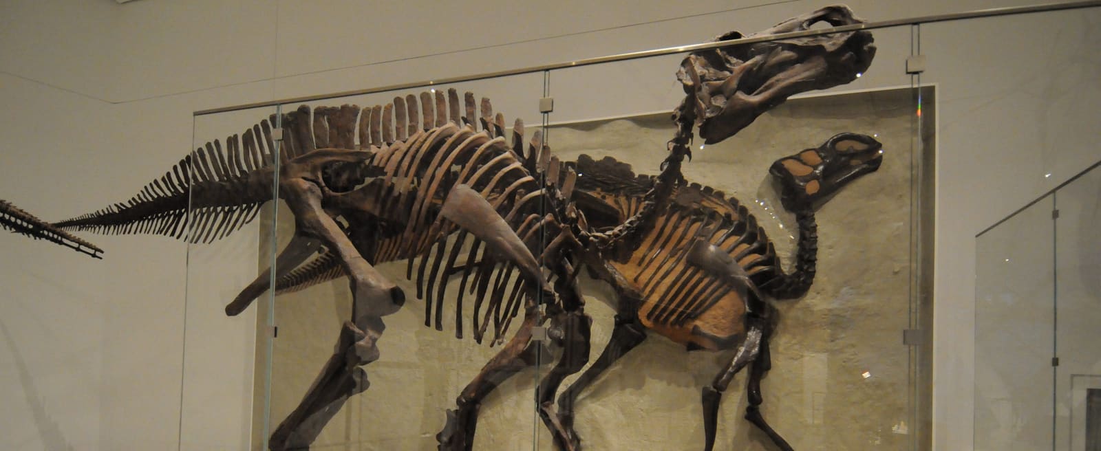 Maiasaura