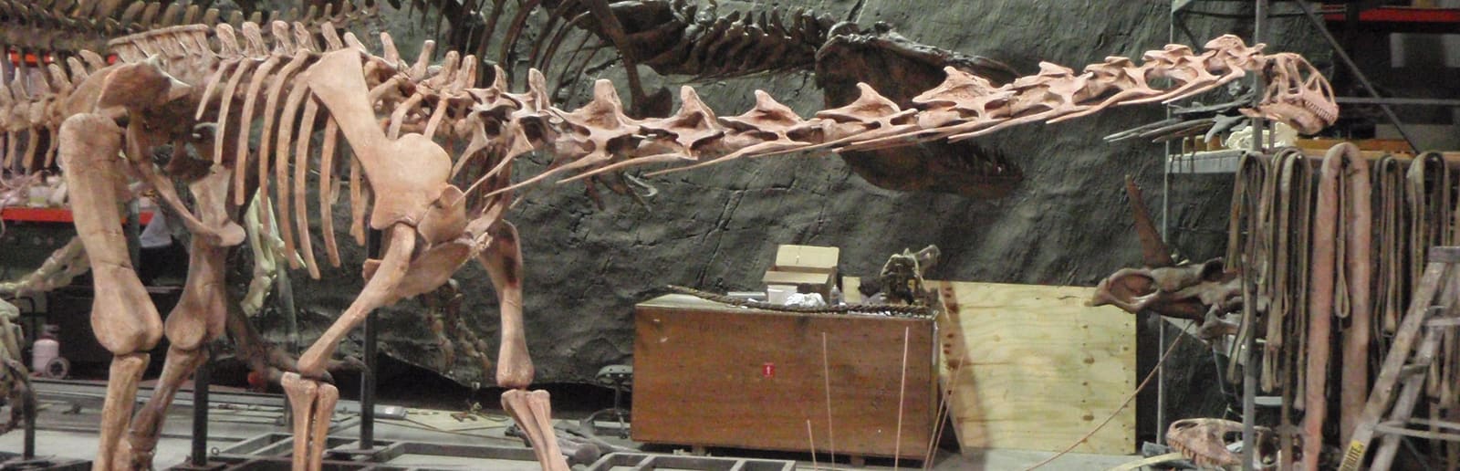Malawisaurus