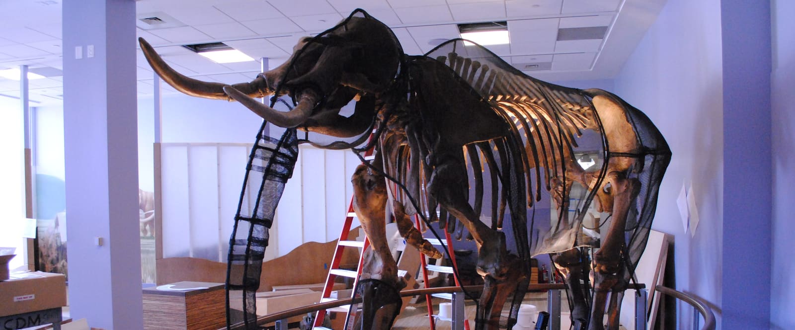 Mammoth