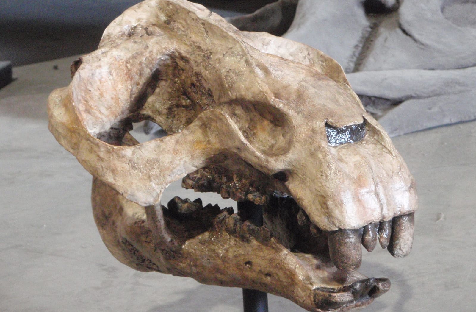Moeritherium