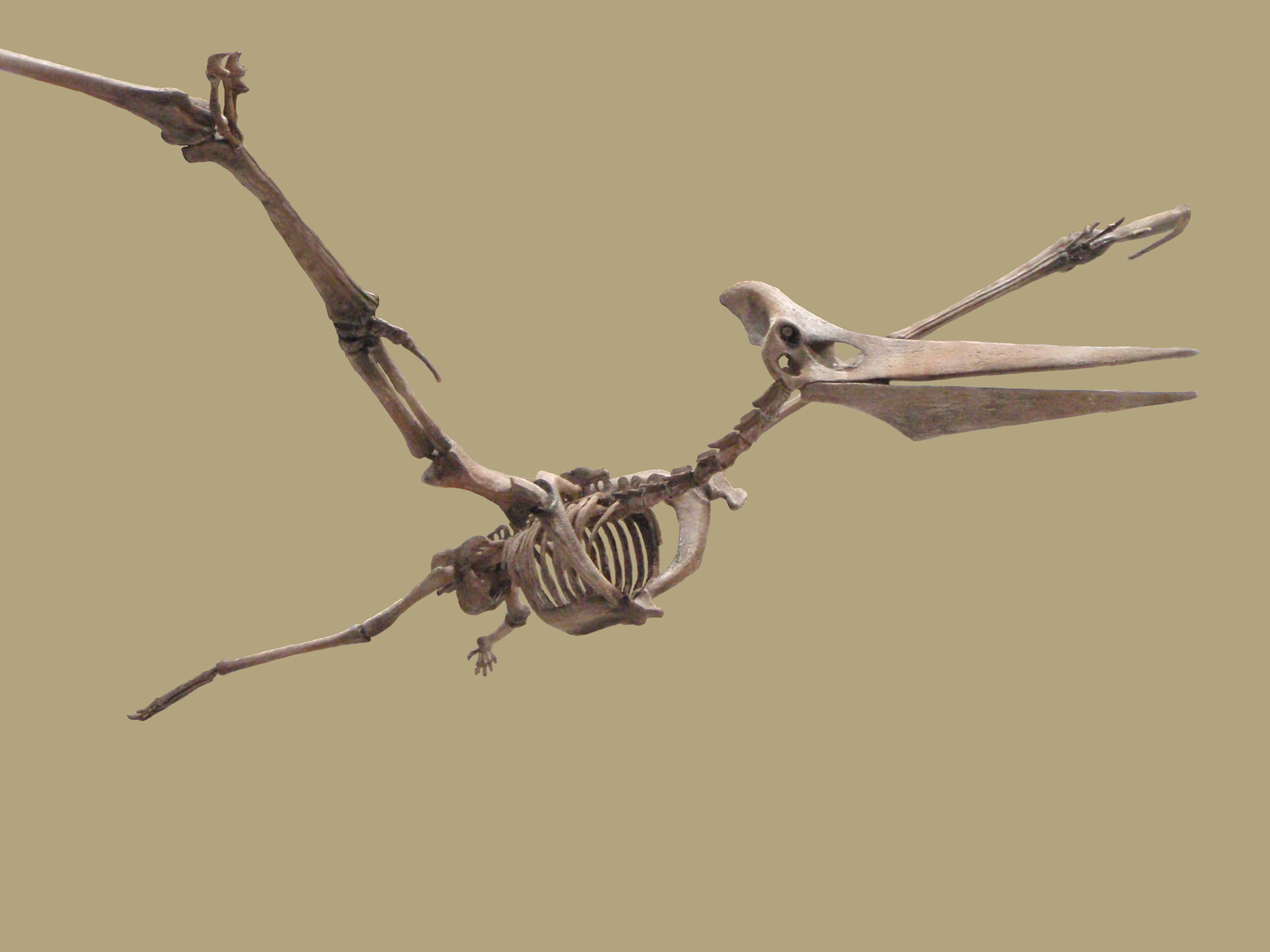 Nyctosaurus