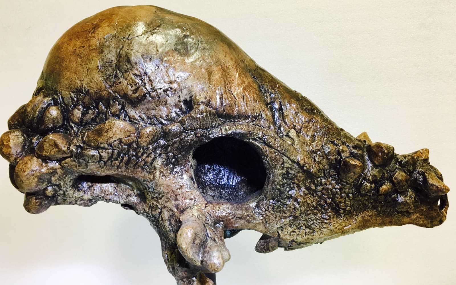 Pachycephalosaurus