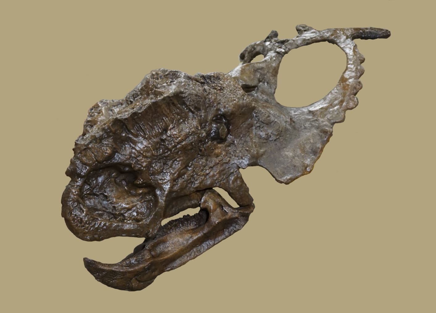 Pachyrhinosaurus