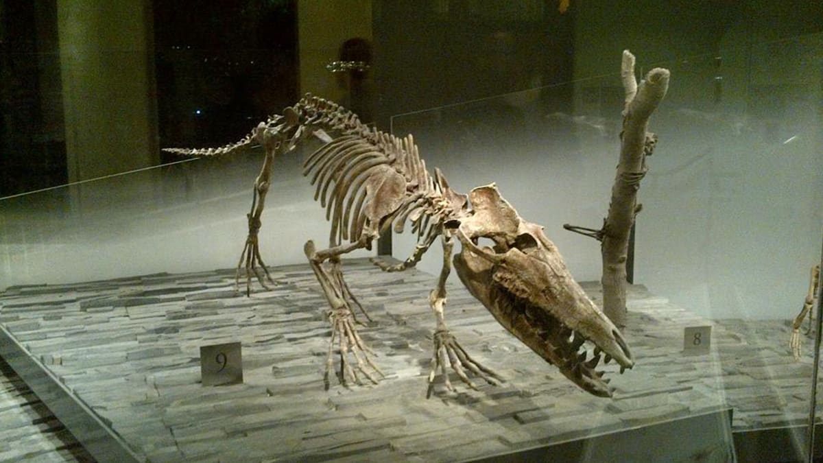 Pakicetus