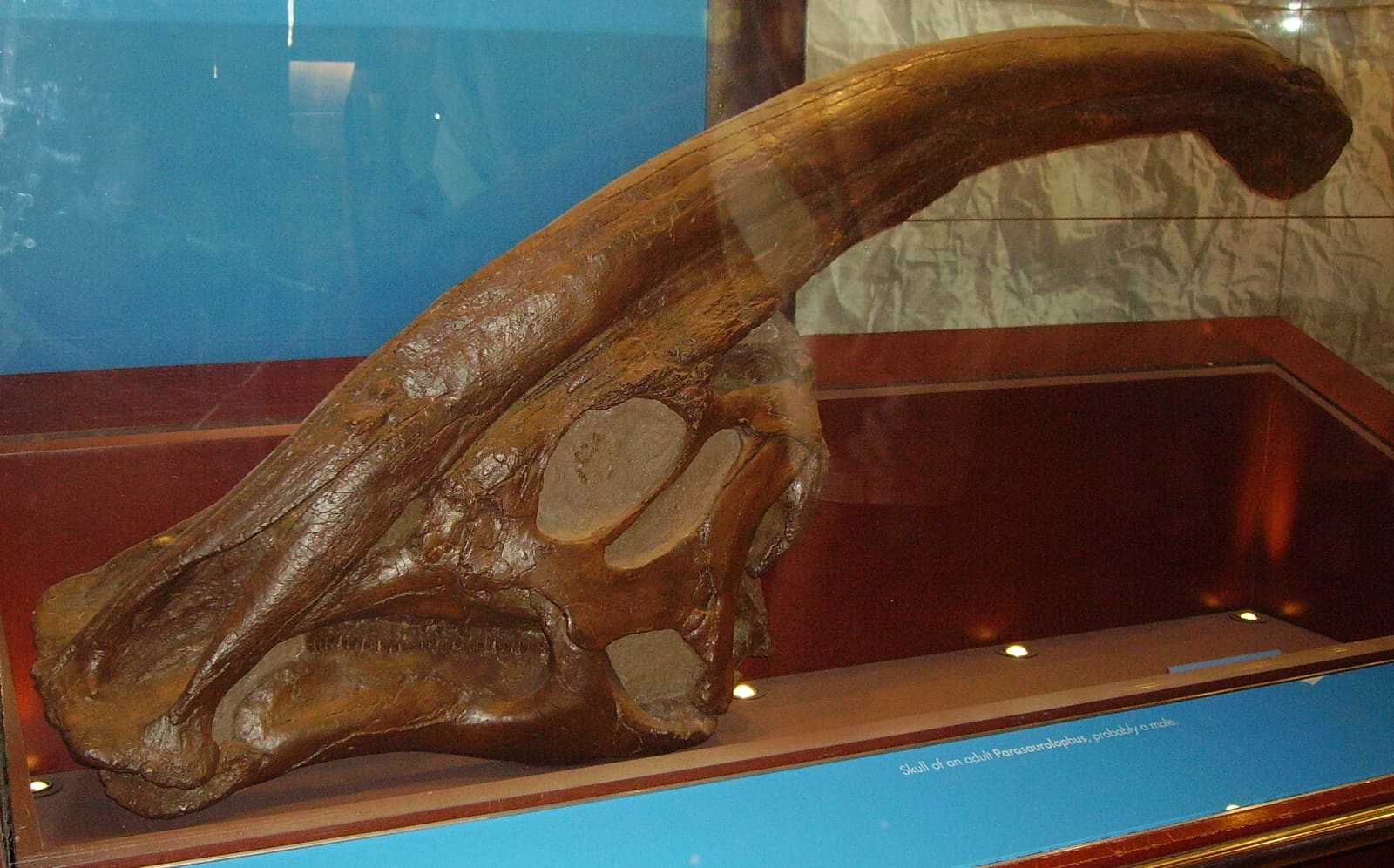 Parasaurolophus