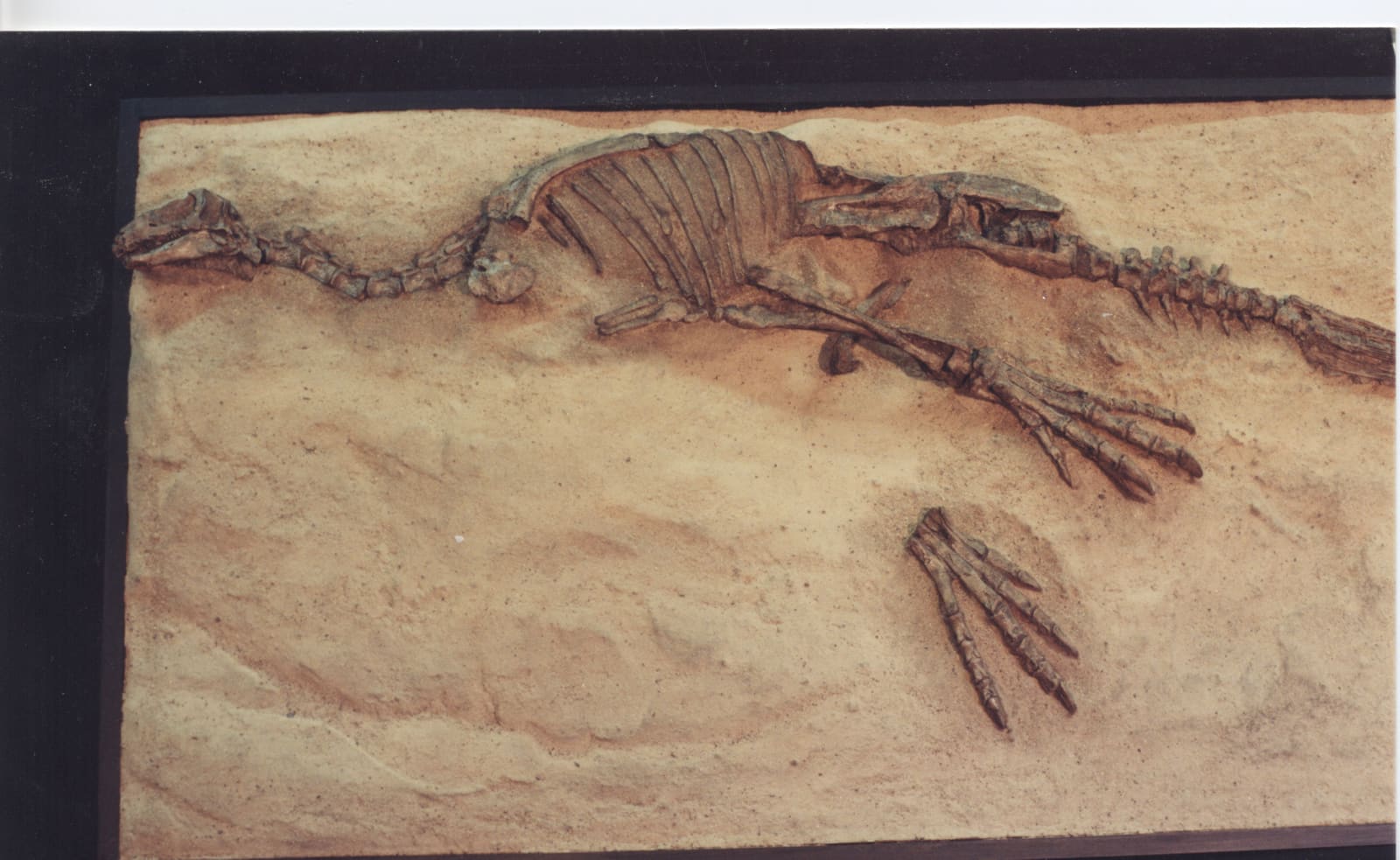 Parksosaurus