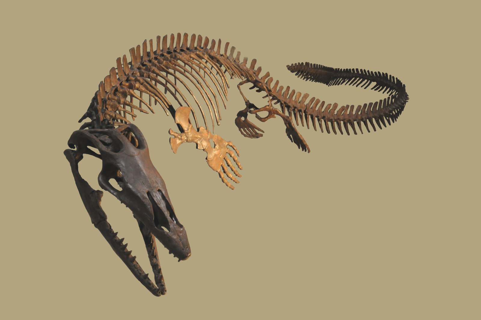 Platecarpus