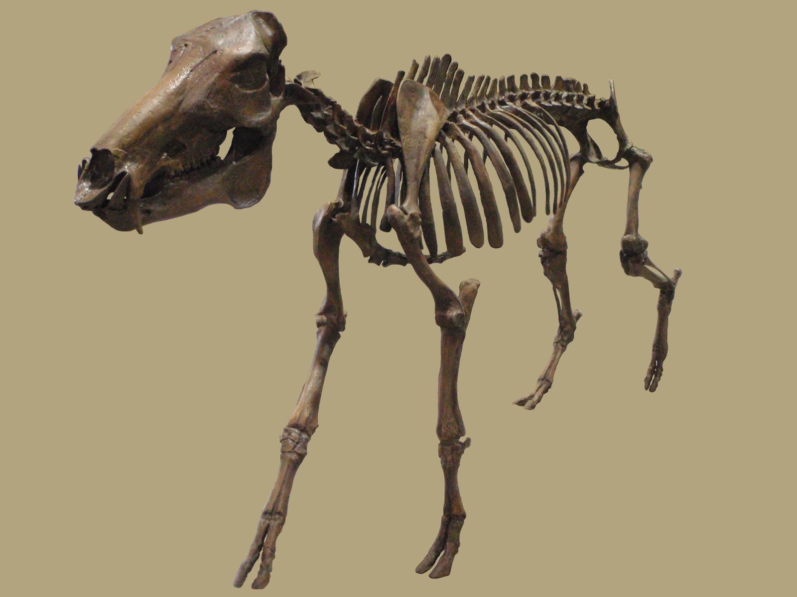 Platygonus