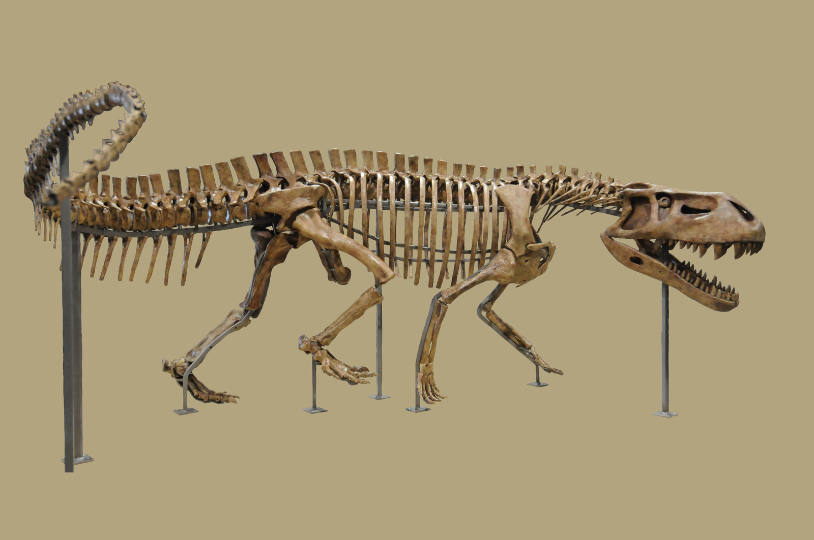 Prestosuchus