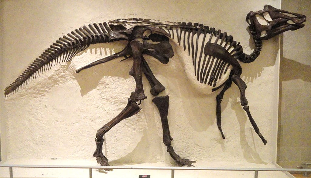 Prosaurolophus