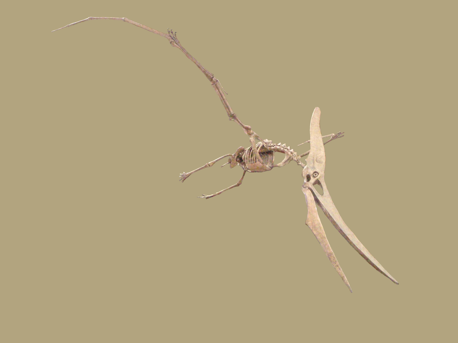 Pteranodon