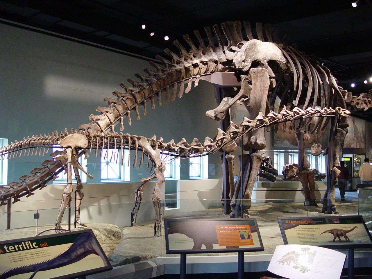 Rapetosaurus