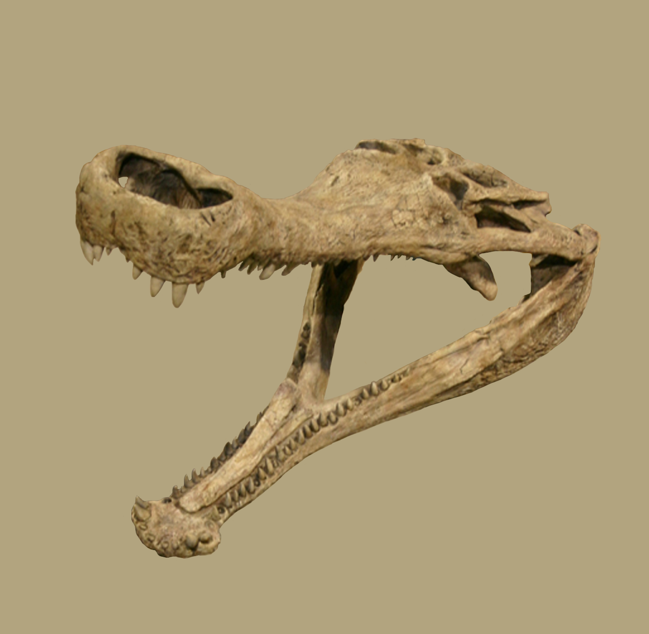 Sarcosuchus
