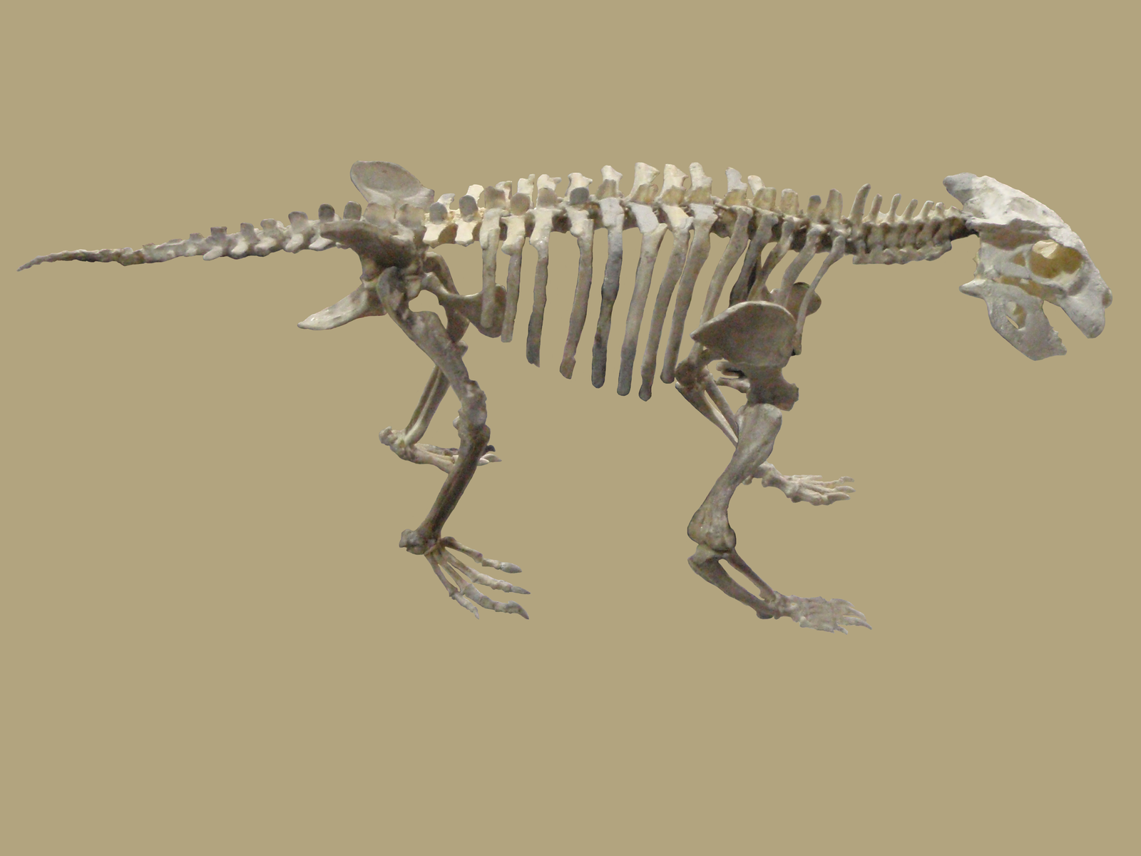 Simosuchus