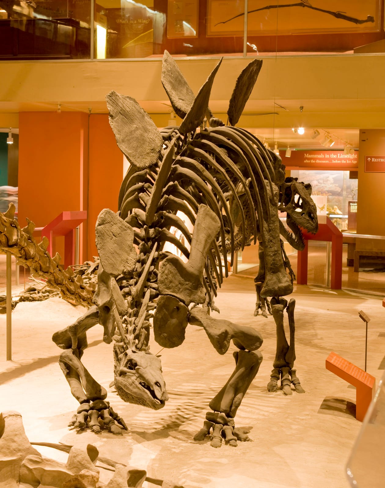 Stegosaurus