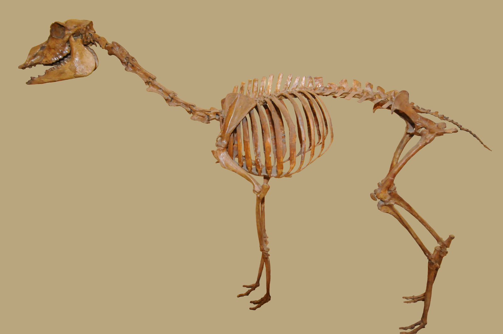 Stenomylus