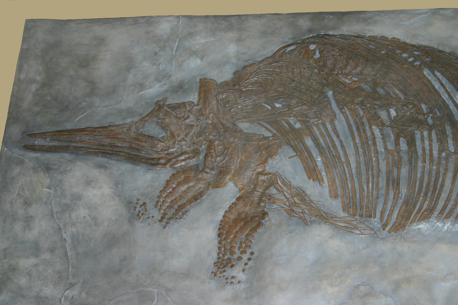 Stenopterygius