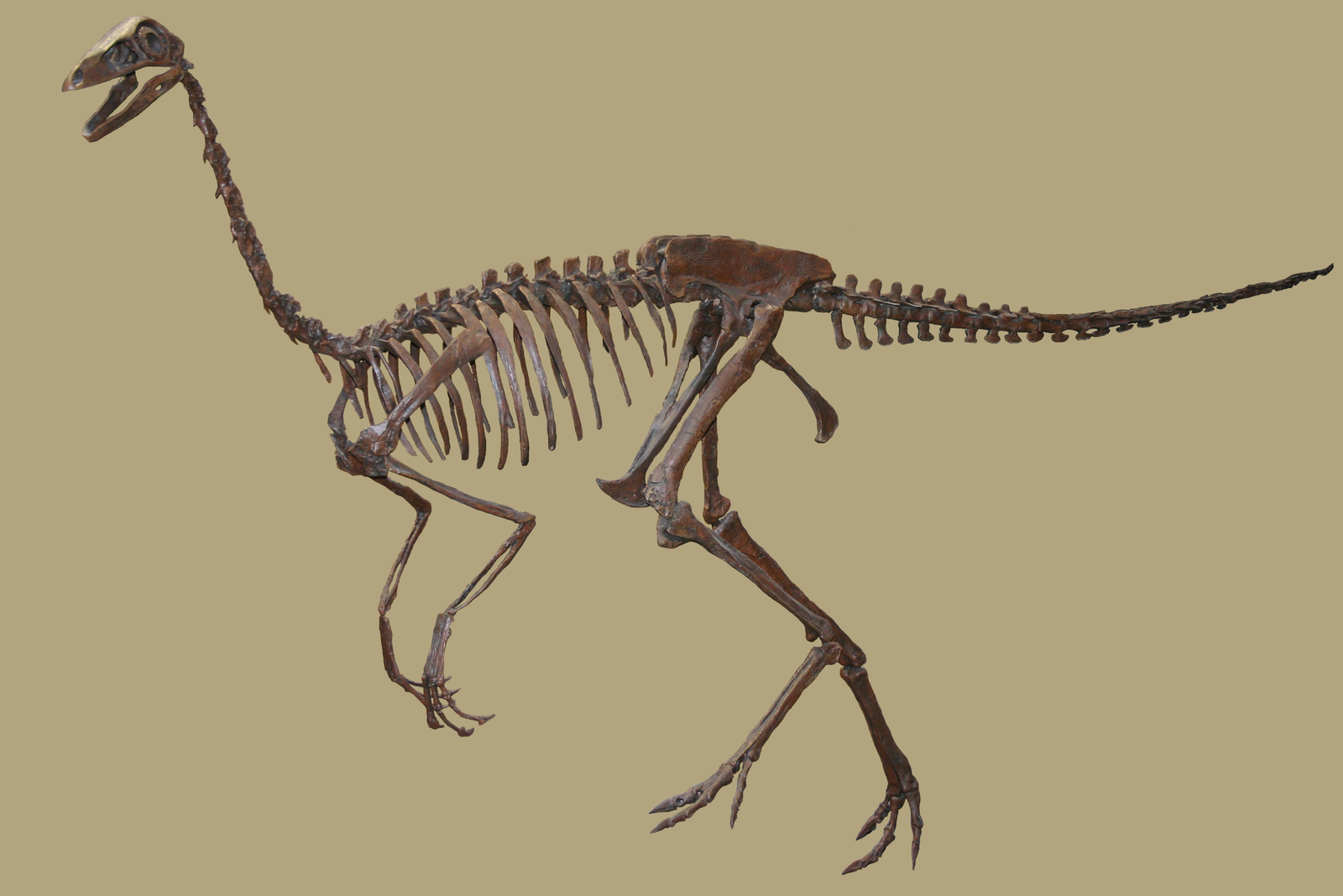 Struthiomimus