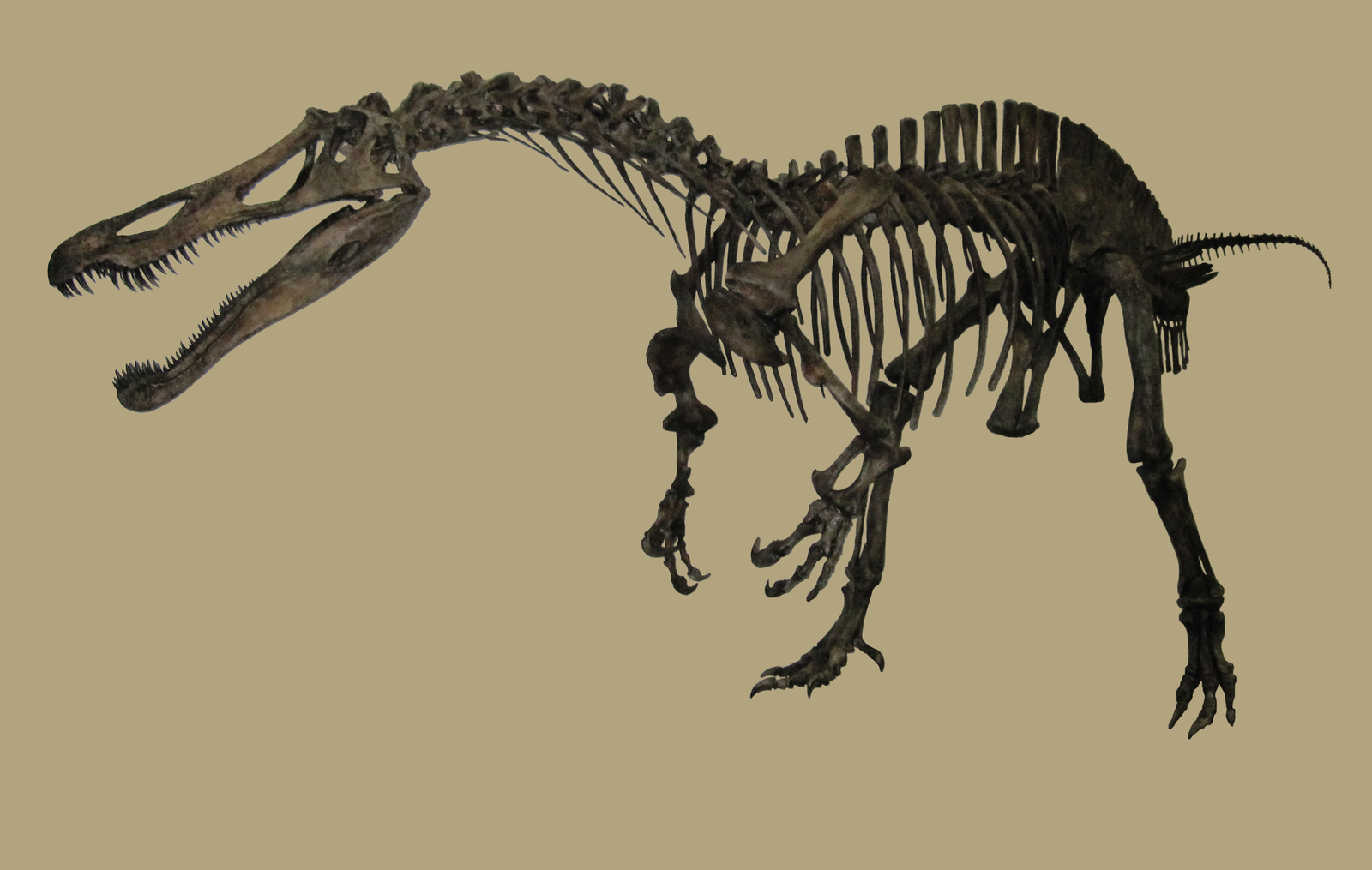 Suchomimus