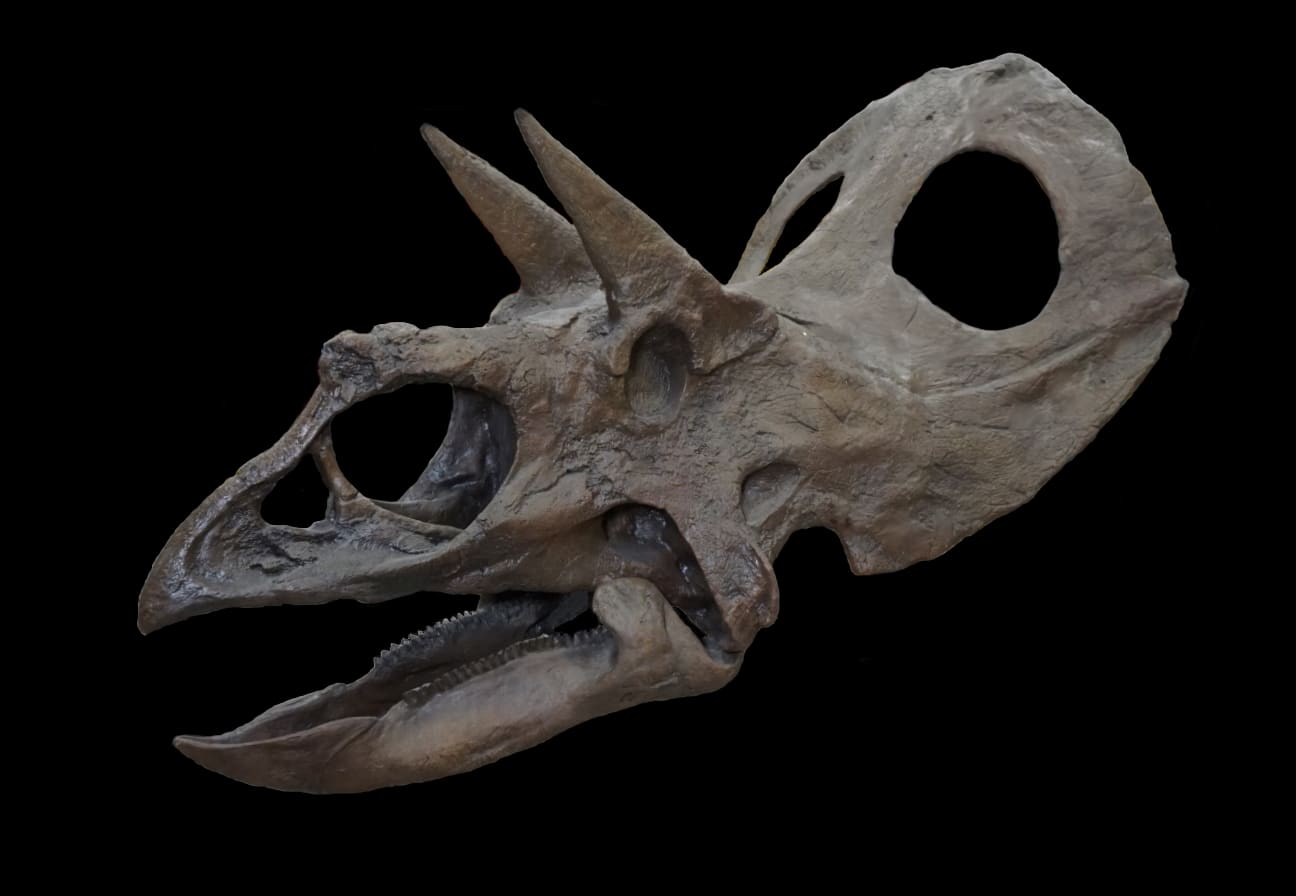 Torosaurus