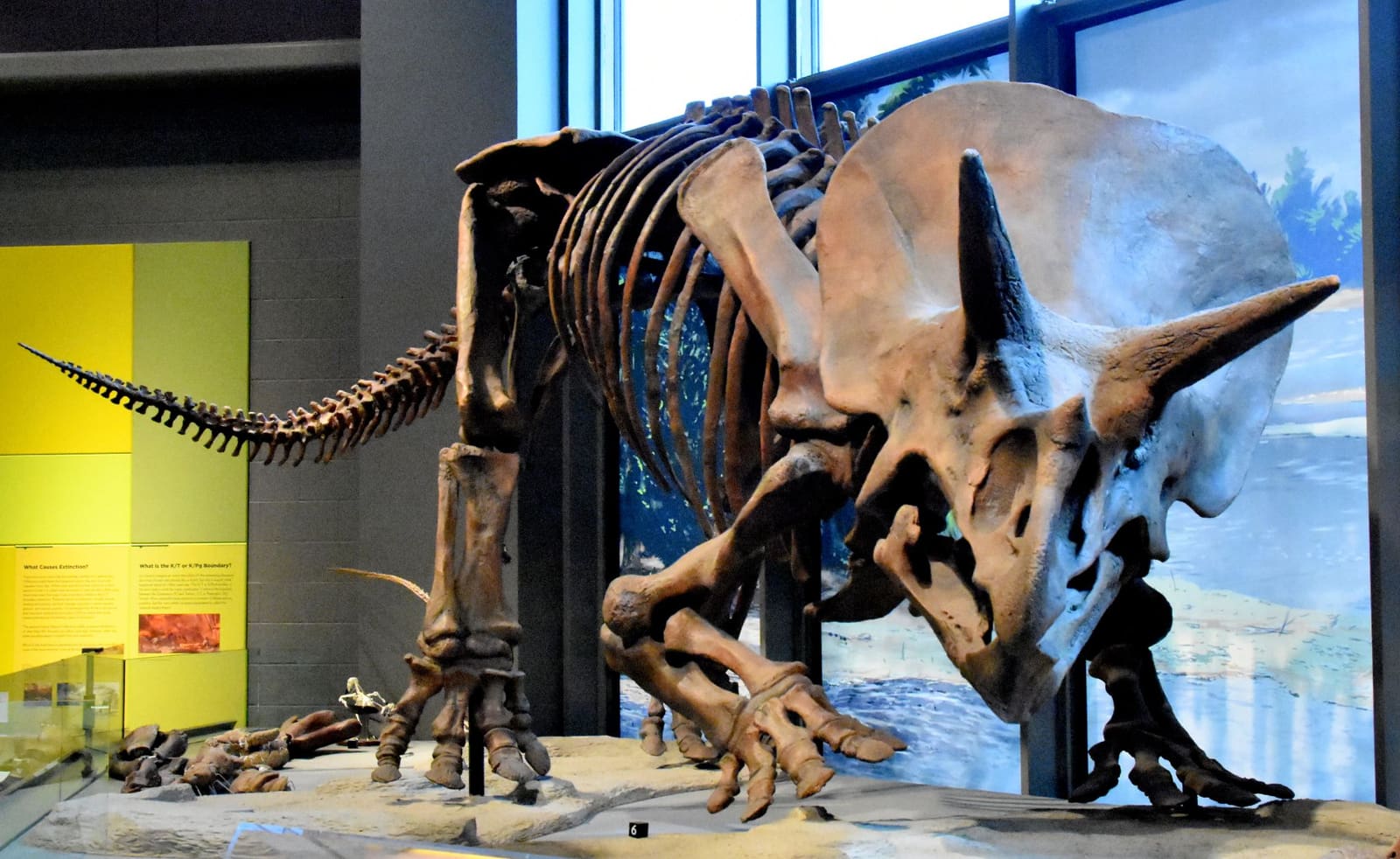 Triceratops