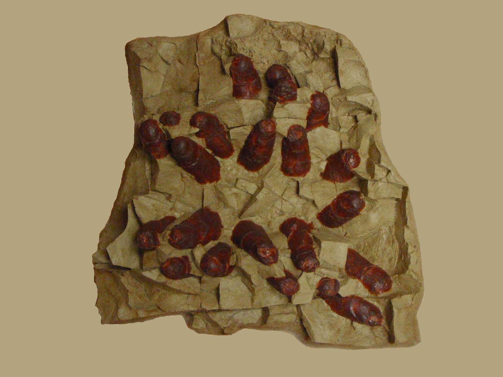 Troodon (egg clutch)