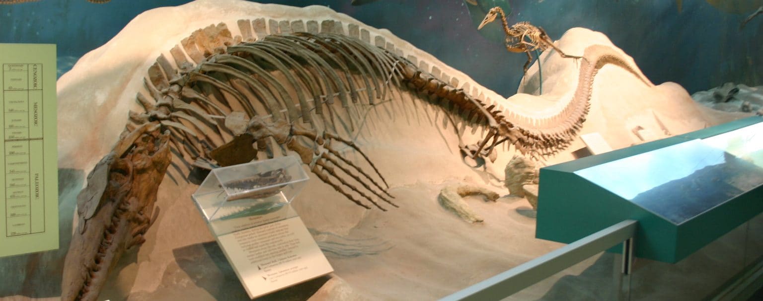 Tylosaurus