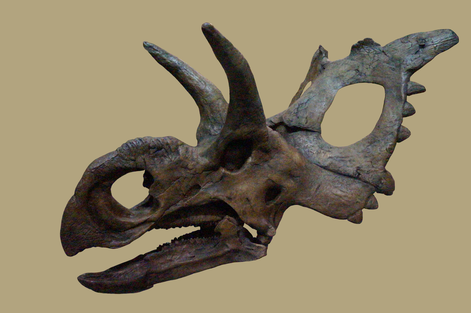 Xenoceratops