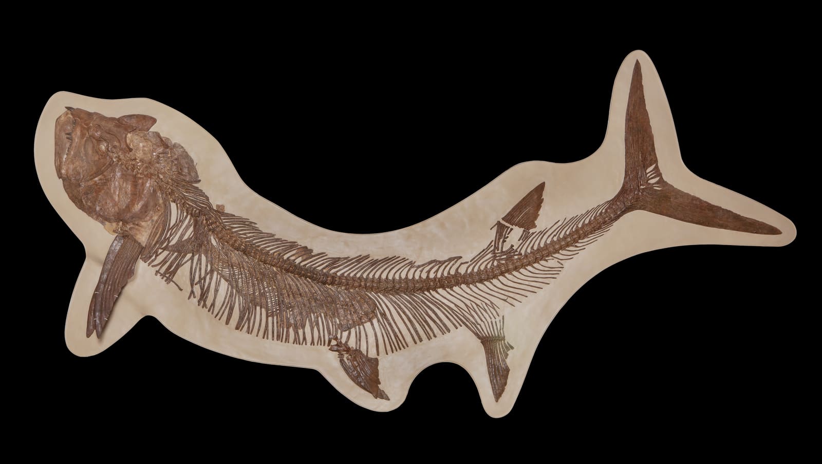 Xiphactinus